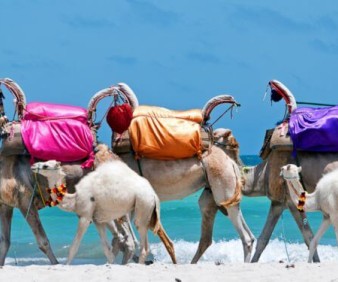 Camel riding in Tunisia